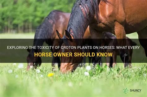 camphor spray kruidvat|4 Toxic Plants Every Horse Owner Must Know About and How to .